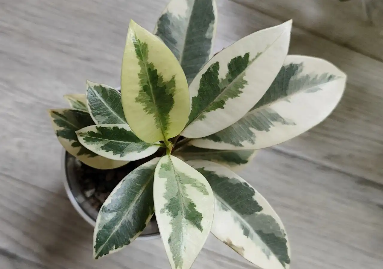 Фикус Мелани - Комнатные растения (Хобби и отдых) в Красноярск