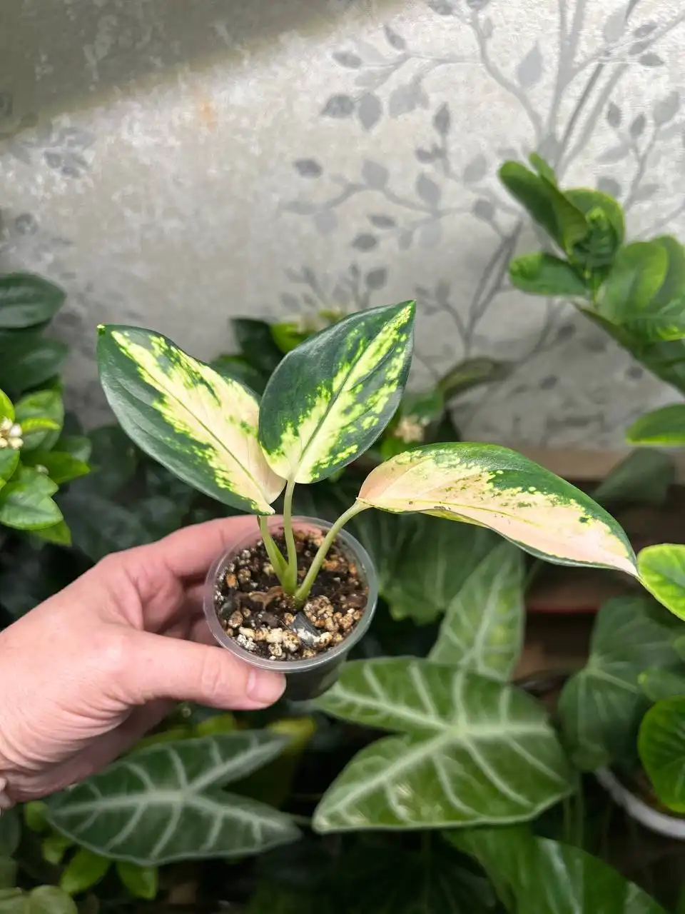 Аглаонема Еллоу Кочин - Комнатные растения (Хобби и отдых) в Красноярск