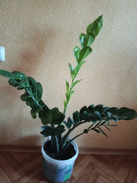 Замиокулькас в Красноярске - Велосипеды в Красноярск