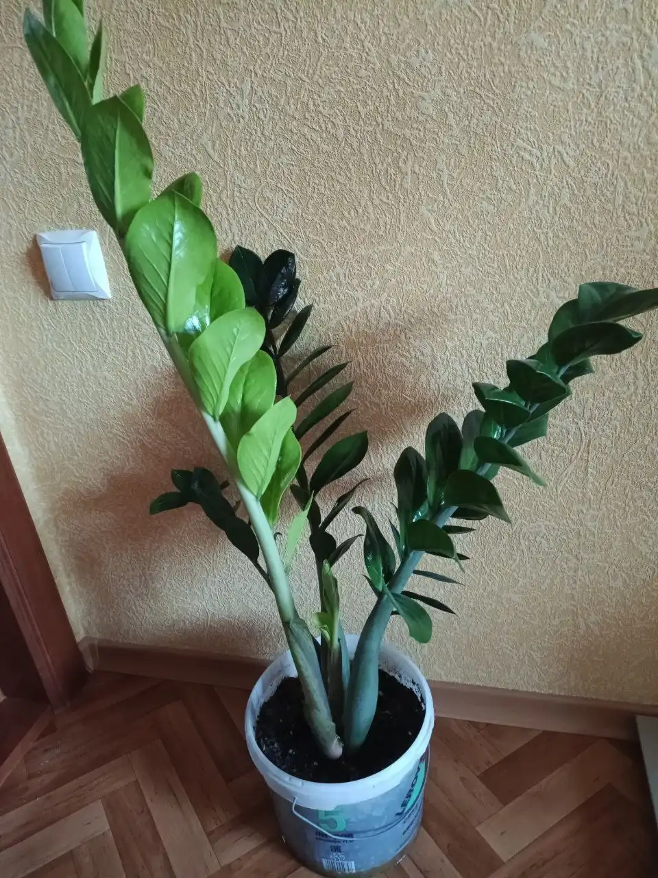 Замиокулькас в Красноярске - Комнатные растения (Хобби и отдых) в Красноярск