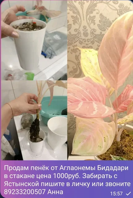 Продажа комнатных растений в Красноярске - Велосипеды в Красноярск