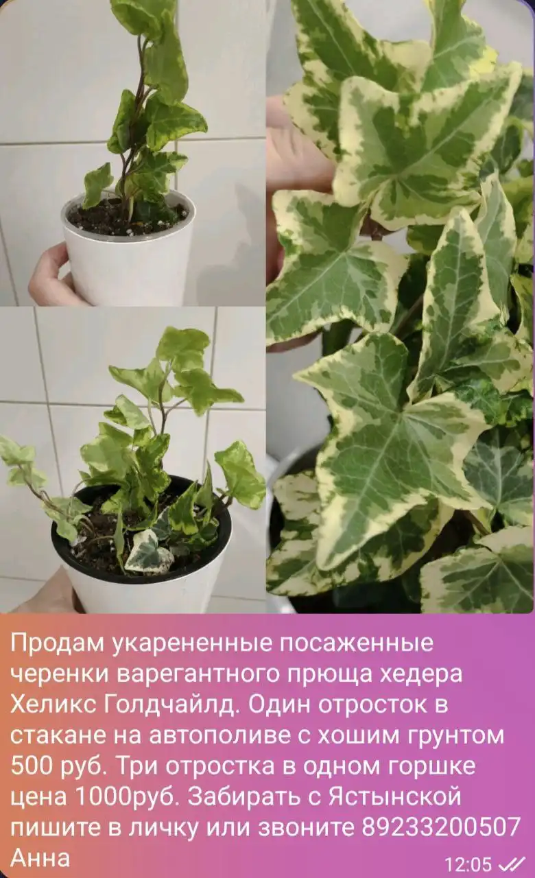 Продажа комнатных растений в Красноярске - Комнатные растения (Хобби и отдых) в Красноярск