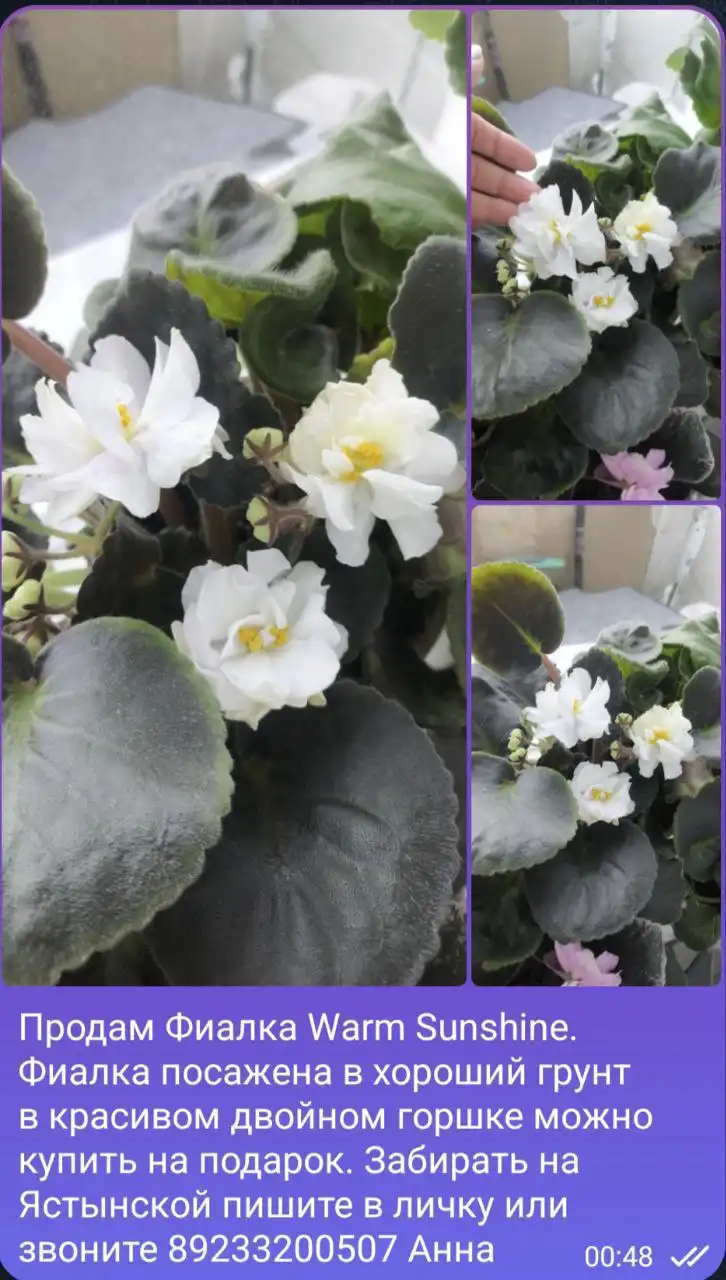 Продажа комнатных растений в Красноярске - Комнатные растения (Хобби и отдых) в Красноярск