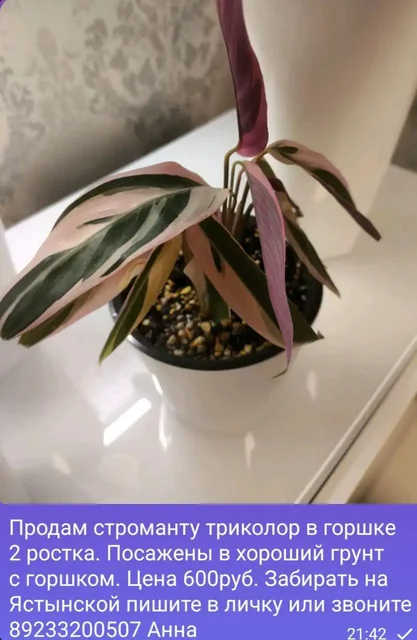 Продам комнатные растения: строманта, церопегия, аглаонема, кротон, плющ, калатея - Велосипеды в Красноярск