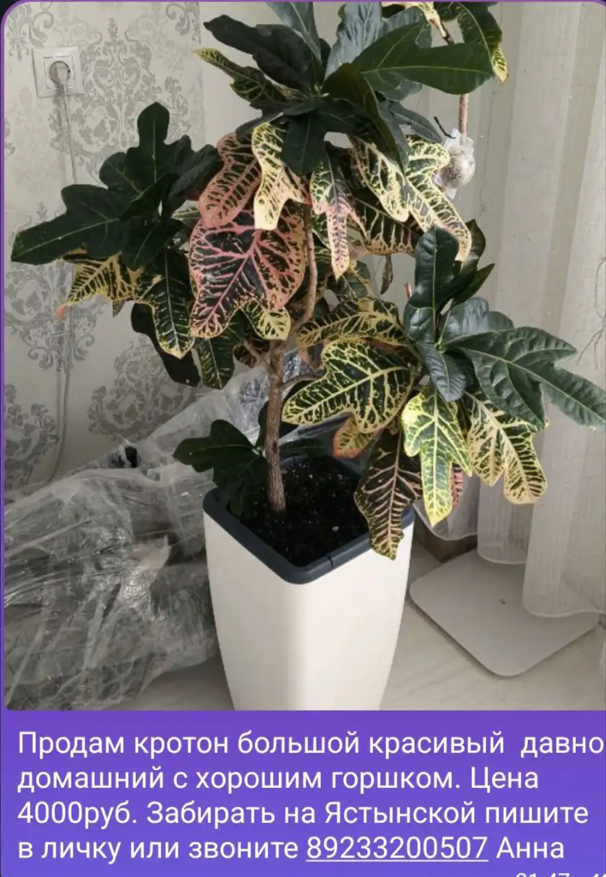 Продам комнатные растения: строманта, церопегия, аглаонема, кротон, плющ, калатея - Комнатные растения (Хобби и отдых) в Красноярск