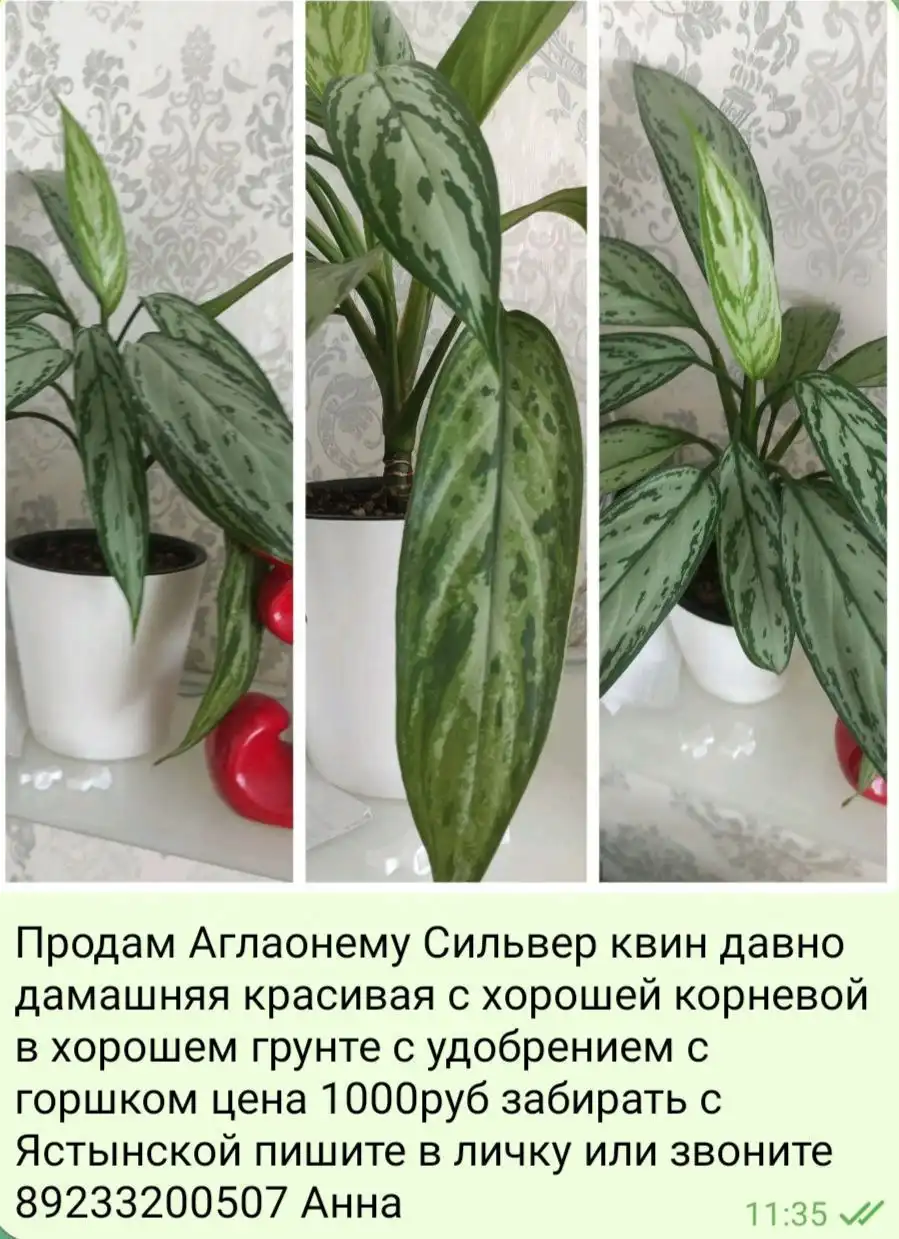 Продам комнатные растения: строманта, церопегия, аглаонема, кротон, плющ, калатея - Комнатные растения (Хобби и отдых) в Красноярск
