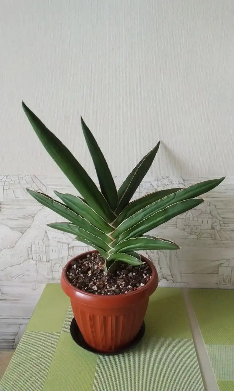 Продам взрослого Самурая с горшком - Комнатные растения (Хобби и отдых) в Красноярск