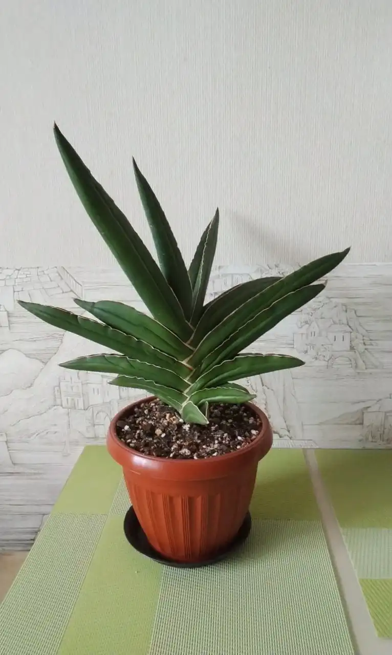 Продам взрослого Самурая с горшком - Комнатные растения (Хобби и отдых) в Красноярск