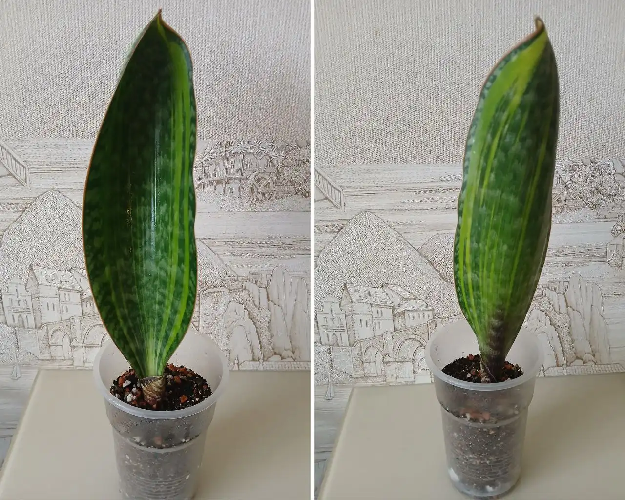 Сансевиерия Масониана вар. Ветлужанка - Комнатные растения (Хобби и отдых) в Красноярск