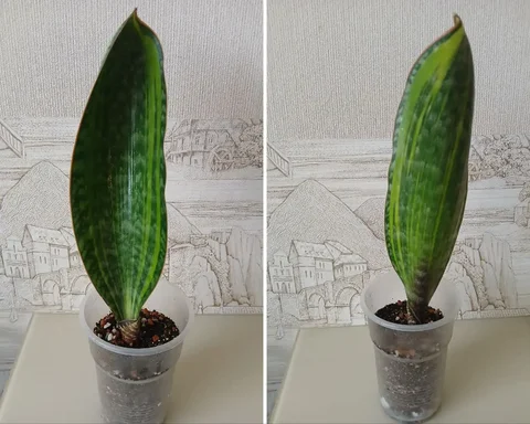 Сансевиерия Масониана вар. Ветлужанка - Велосипеды в Красноярск