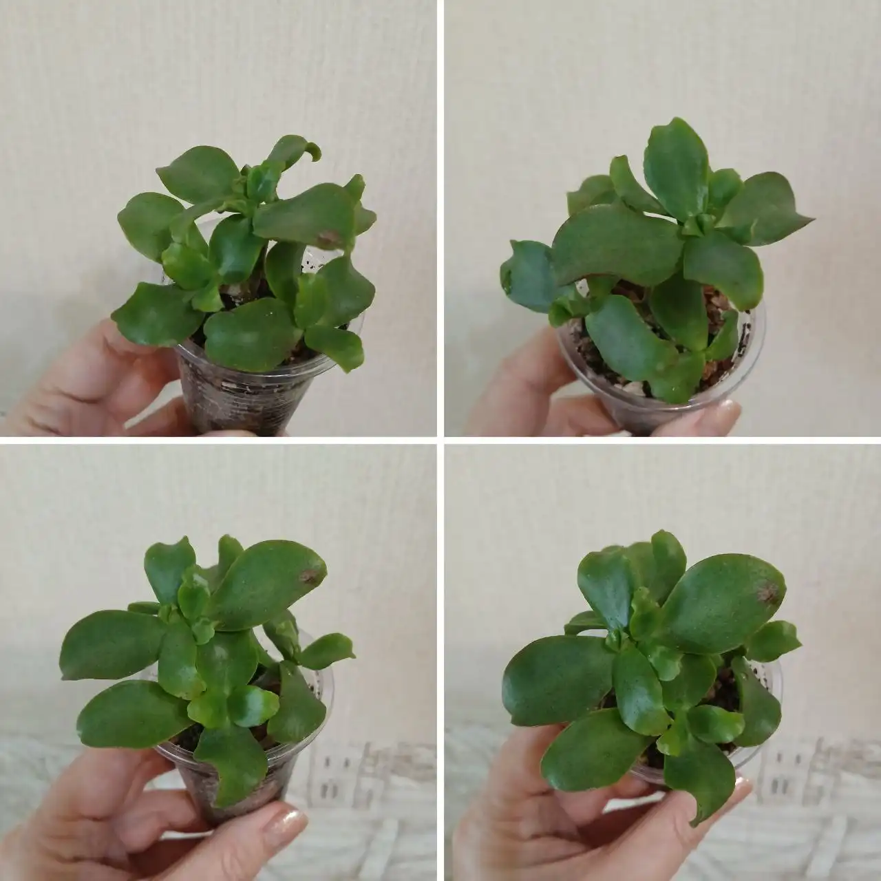 Крассула Blue bird - Комнатные растения (Хобби и отдых) в Красноярск