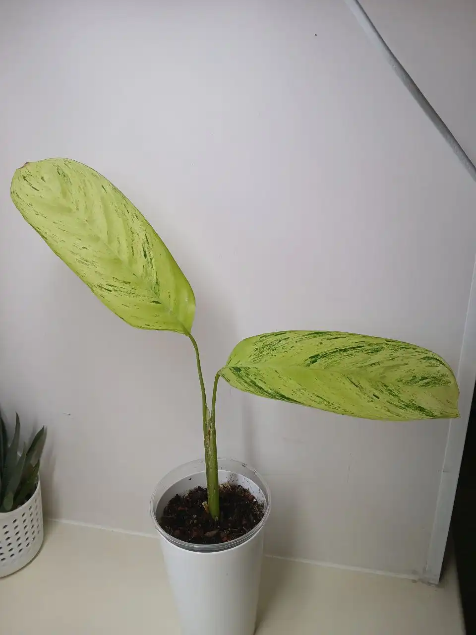 Ктенанта Лубберса Е-Морен - Комнатные растения (Хобби и отдых) в Красноярск