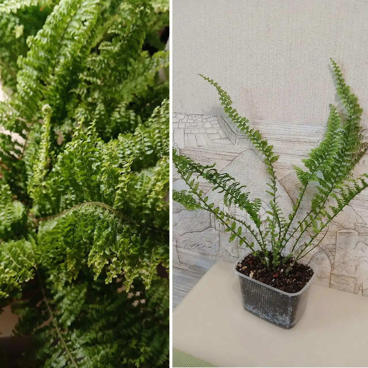 Папоротник Витале - Комнатные растения (Хобби и отдых) в Красноярск