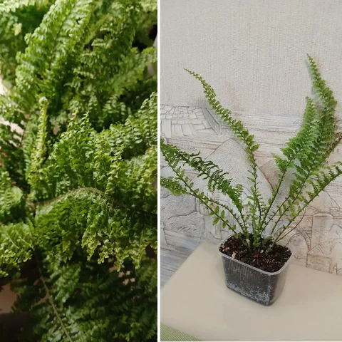 Папоротник Витале - Велосипеды в Красноярск