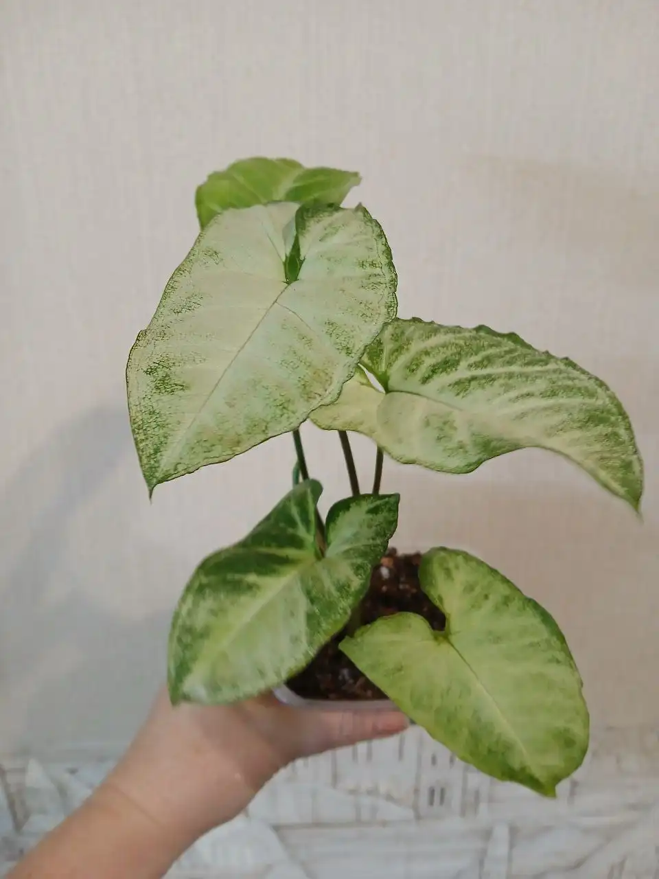 Сингониум Пикси комнатное растение - Комнатные растения (Хобби и отдых) в Красноярск