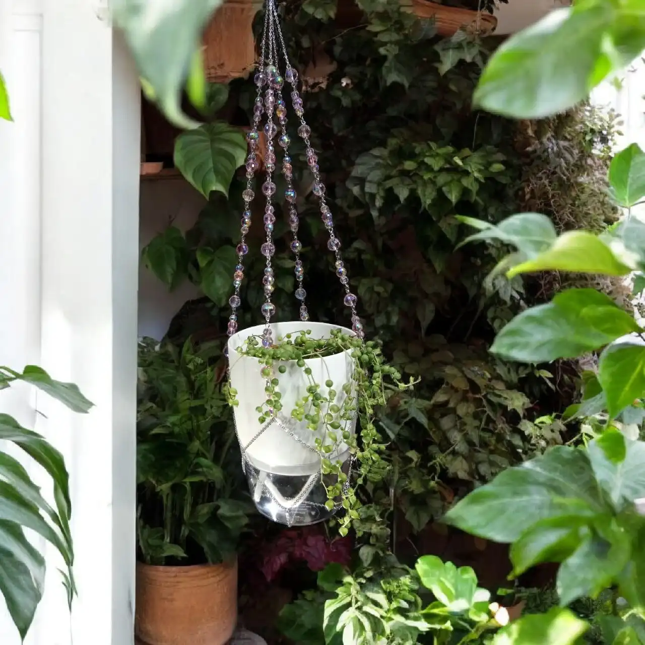 Первый подвес для комнатных растений в этом году - Комнатные растения (Хобби и отдых) в Красноярск