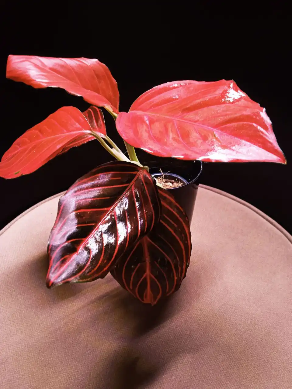 Аглаонема Рэд Вейн - Комнатные растения (Для дома и дачи) в Красноярск