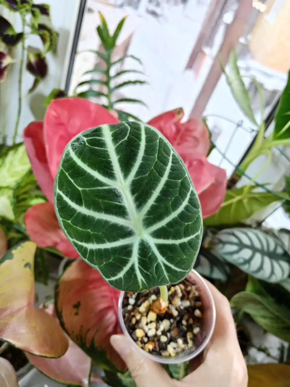 Продам алоказию Ниндзя - Комнатные растения (Хобби и отдых) в Красноярск