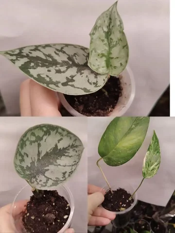 Комнатные растения: Эпипремнумы, Экзотика, Пиннатум - Велосипеды в Красноярск