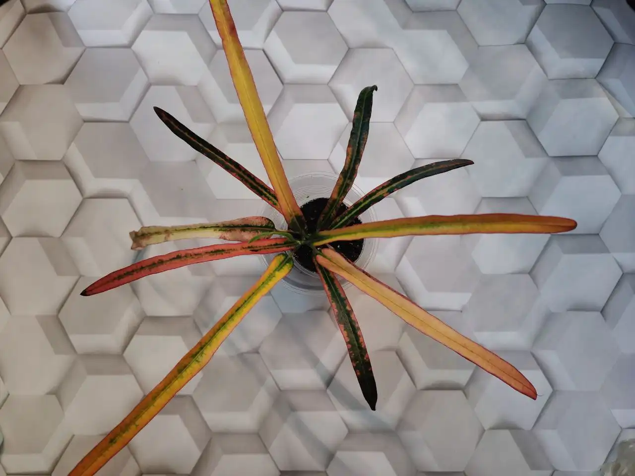 Черенки кротона - Комнатные растения (Хобби и отдых) в Красноярск