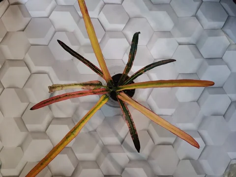 Черенки кротона - Велосипеды в Красноярск