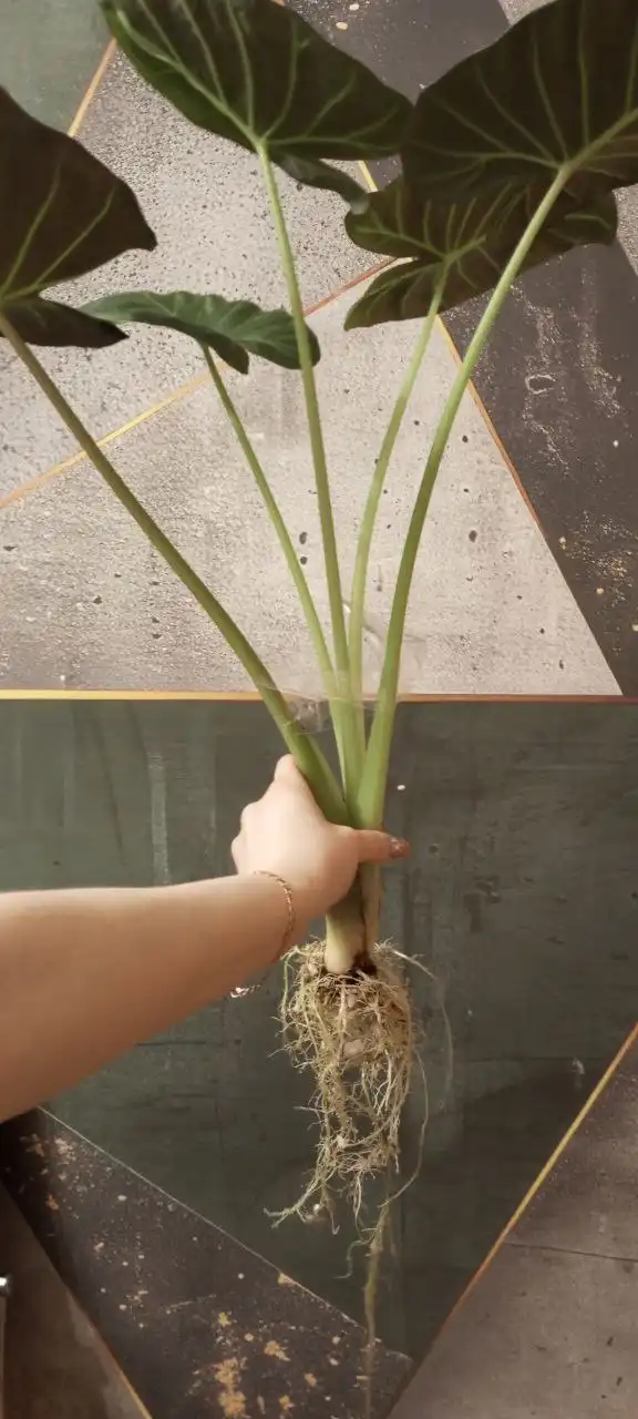 Продажа клубня комнатного растения - Комнатные растения (Хобби и отдых) в Красноярск