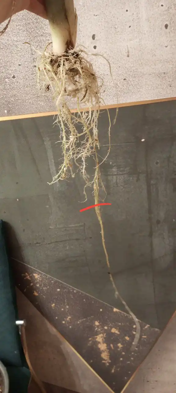 Комнатные растения в Красноярске - Комнатные растения (Хобби и отдых) в Красноярск