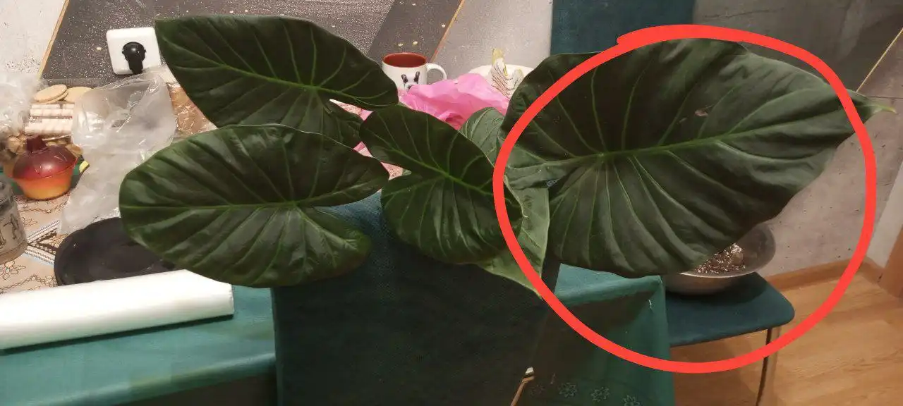 Комнатные растения с листьями - Комнатные растения (Хобби и отдых) в Красноярск