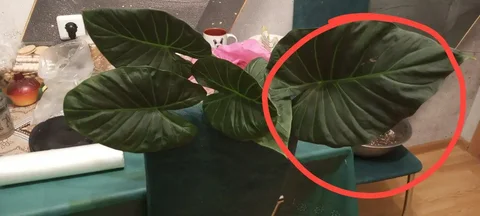 Комнатные растения с листьями - Велосипеды в Красноярск