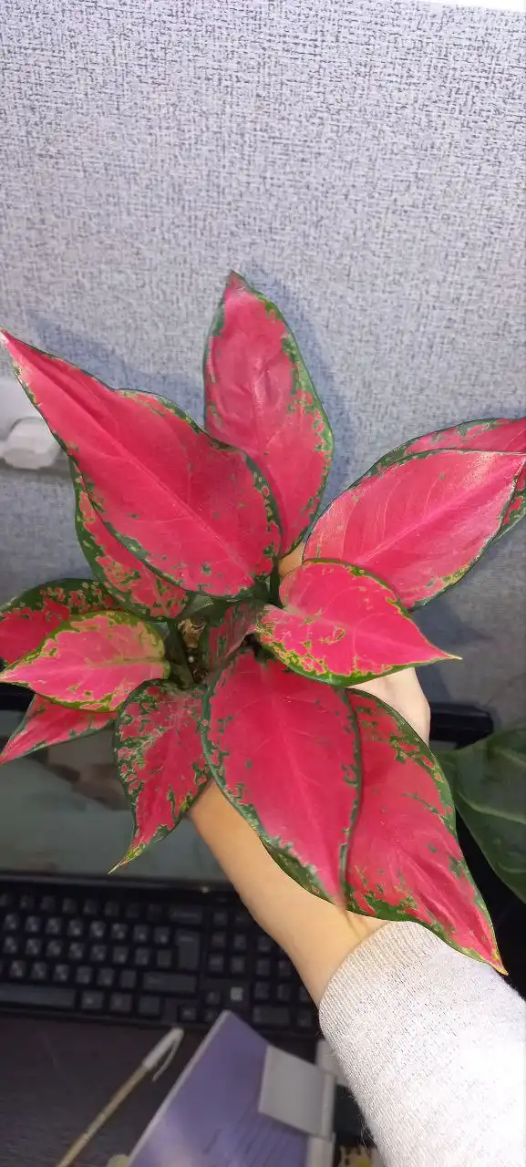 Обмен деток комнатных растений - Комнатные растения (Хобби и отдых) в Красноярск