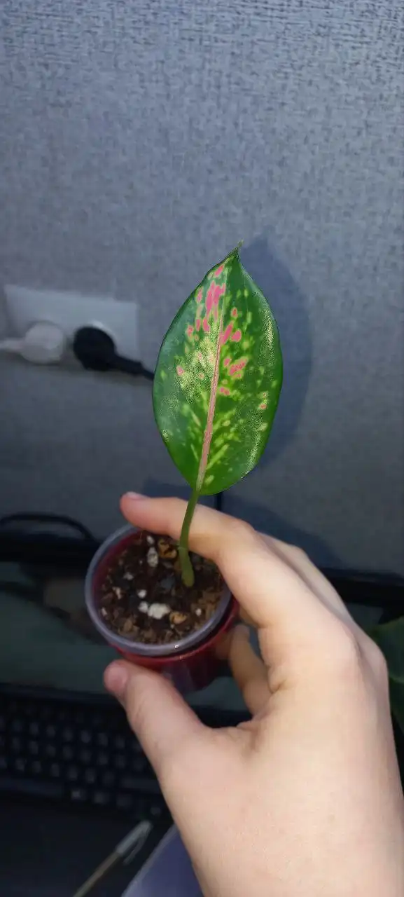 Обмен деток комнатных растений - Комнатные растения (Хобби и отдых) в Красноярск