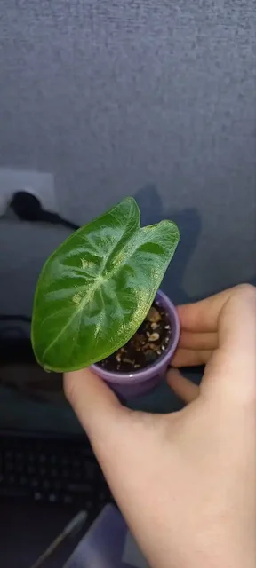 Обмен детки алоказии на другие комнатные растения - Велосипеды в Красноярск