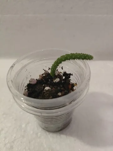 Кактус обезьяний хвост в Красноярске - Велосипеды в Красноярск