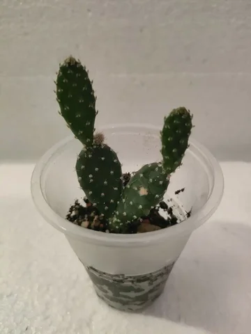 Продажа кактуса опунция - Велосипеды в Красноярск