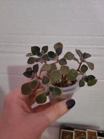 Аихризон дерево любви - Велосипеды в Красноярск