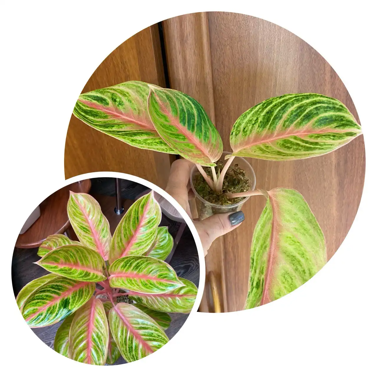 Аглаонема Тонг Сиам детка - Комнатные растения (Для дома и дачи) в Красноярск