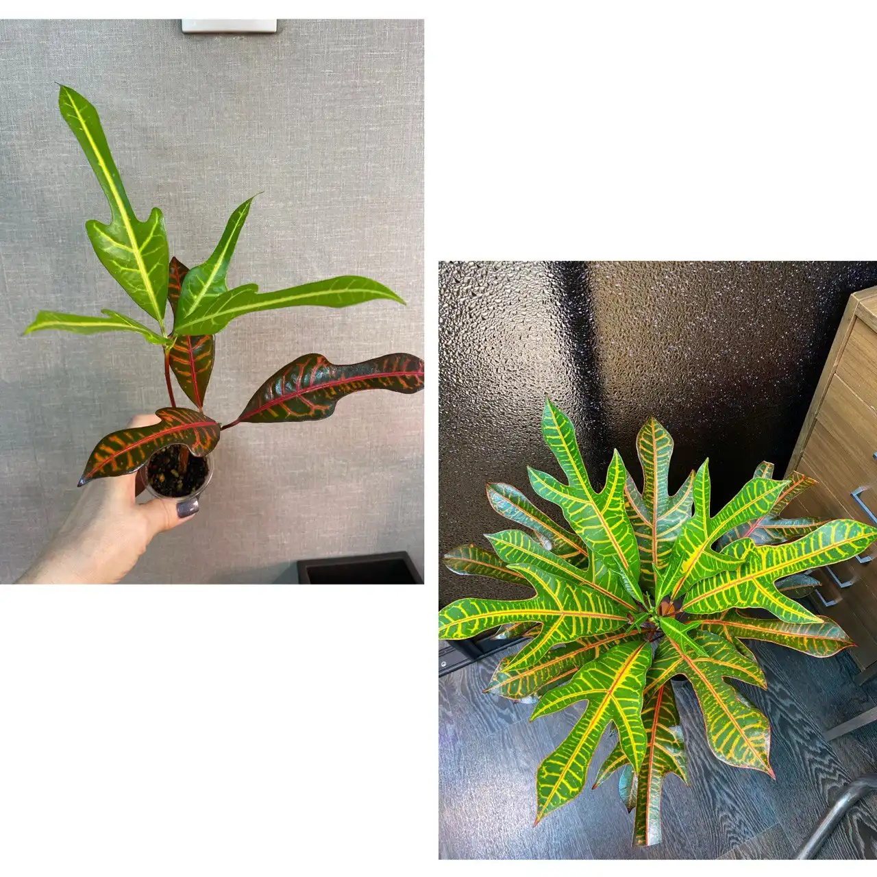 Кротон Эксетер с двумя точками роста - Комнатные растения (Хобби и отдых) в Красноярск