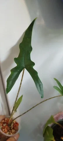 Продам алоказию сабрина - Велосипеды в Красноярск