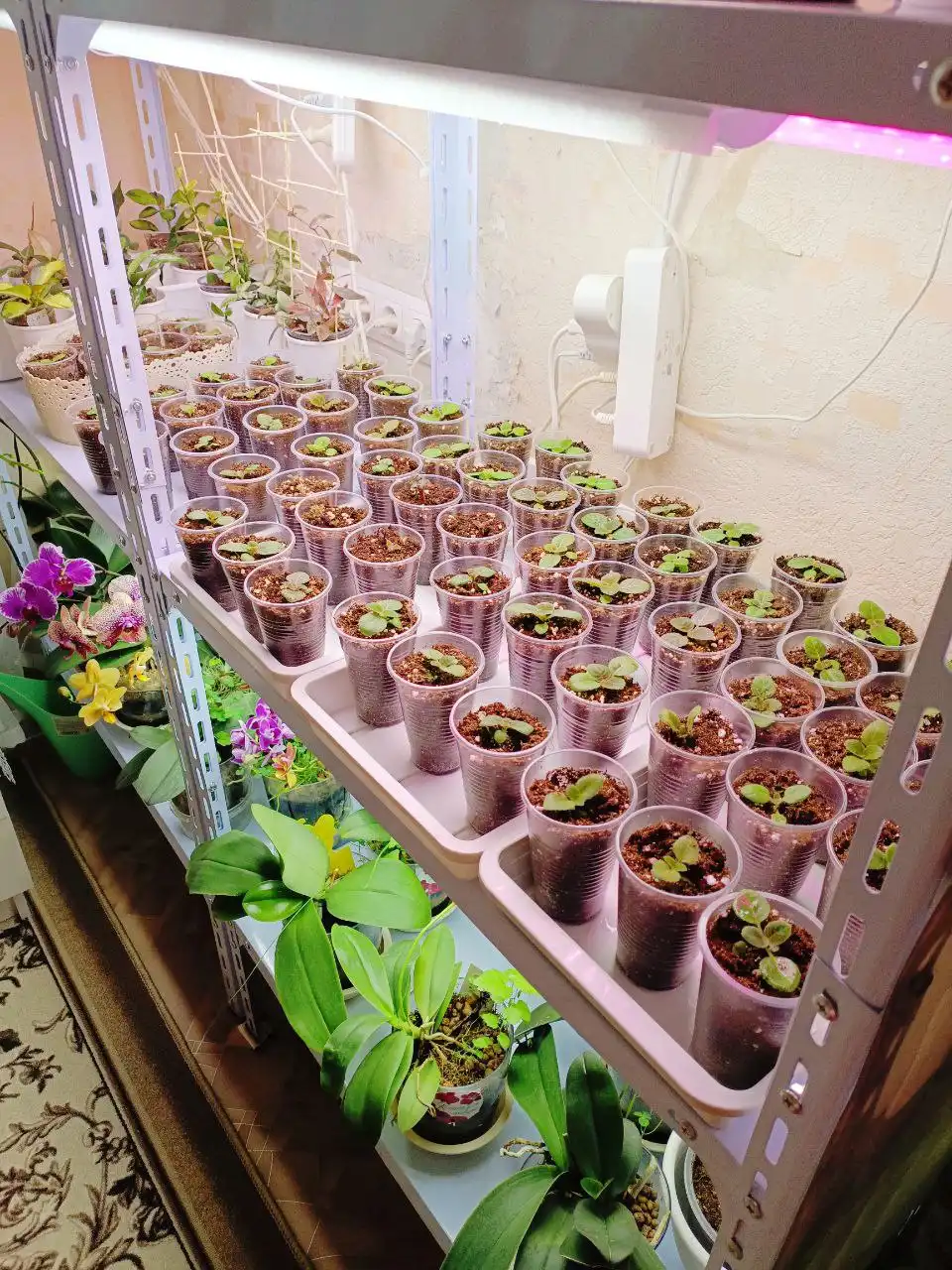 Глоксинии и орхидеи для пересадки - Комнатные растения (Хобби и отдых) в Красноярск