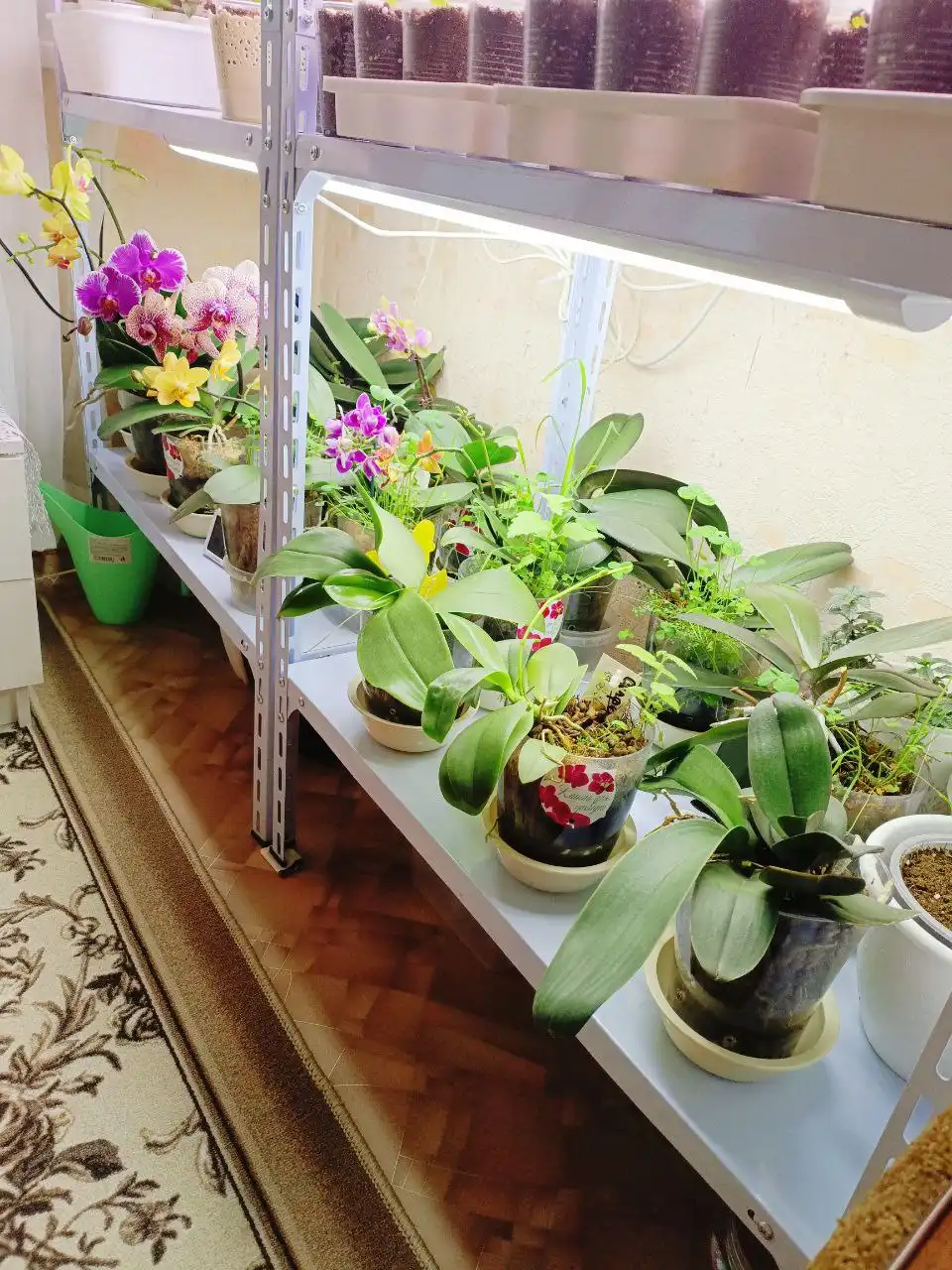 Глоксинии и орхидеи для пересадки - Комнатные растения (Хобби и отдых) в Красноярск