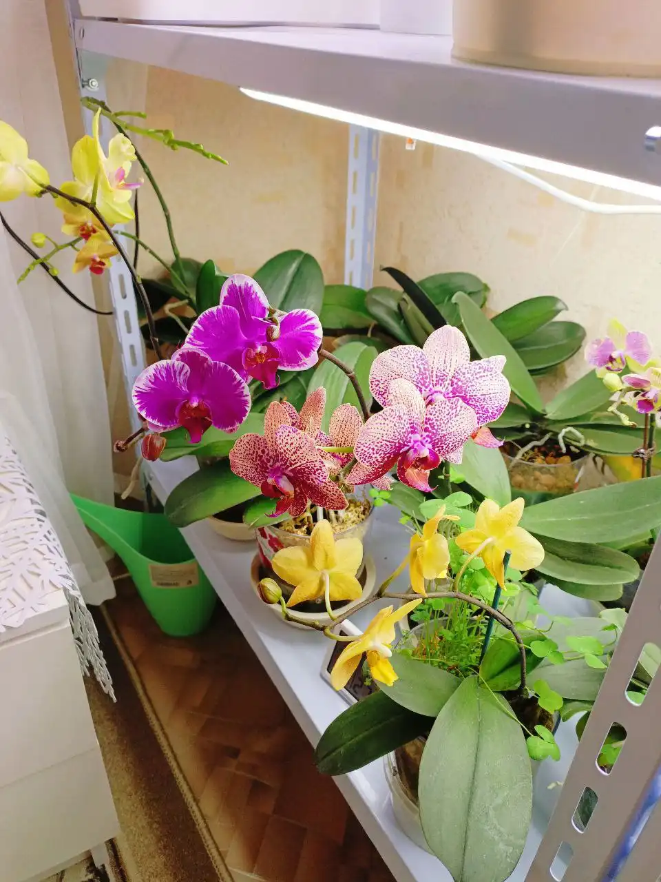 Глоксинии и орхидеи для пересадки - Комнатные растения (Хобби и отдых) в Красноярск