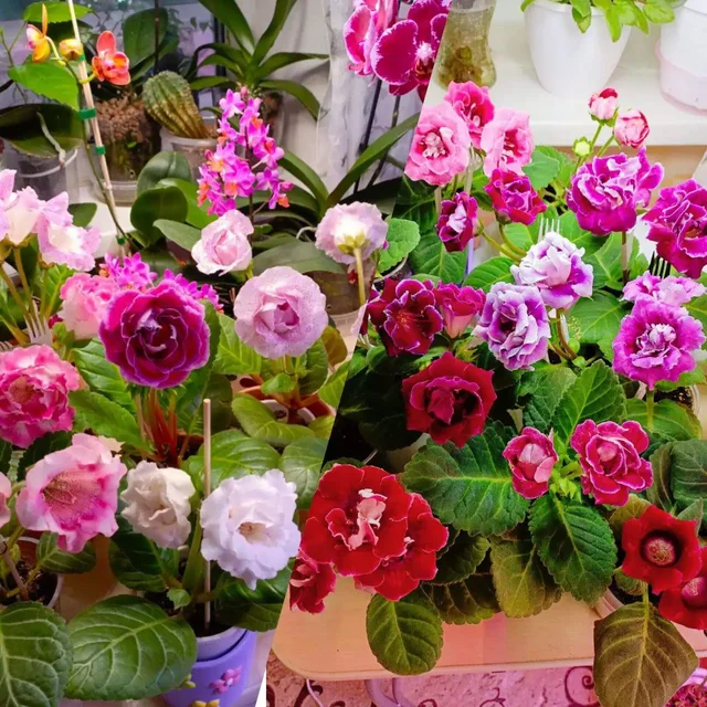 Воспоминания о лете - комнатные растения - Велосипеды в Красноярск