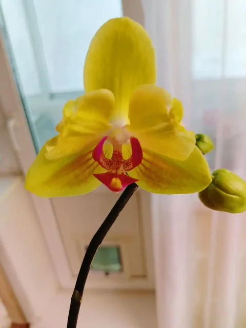 Продажа орхидей в Красноярске - Велосипеды в Красноярск