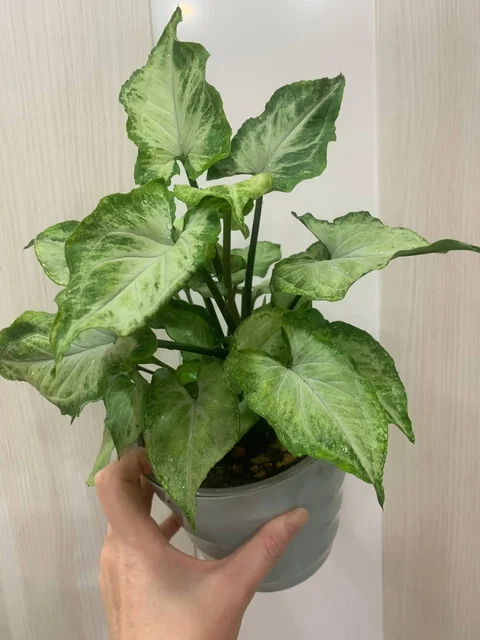 Продажа отростков сингониума сахарное сердце - Велосипеды в Красноярск