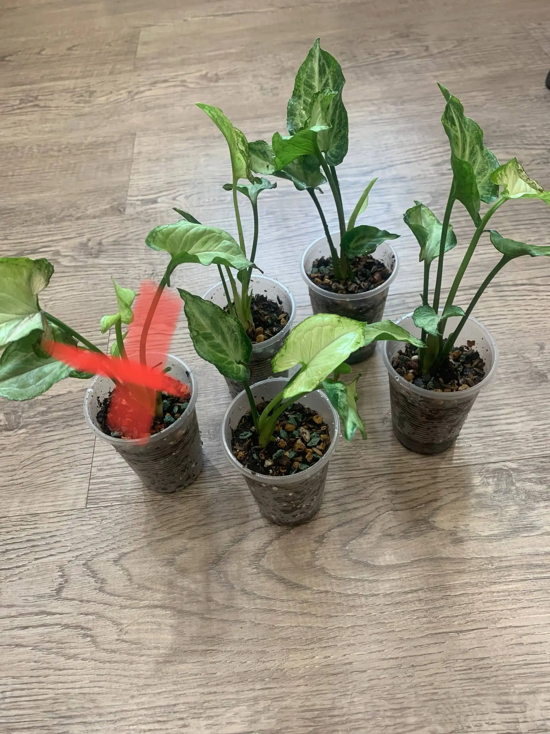 Продажа отростков сингониума сахарное сердце - Комнатные растения (Хобби и отдых) в Красноярск