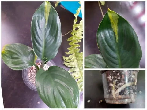 Спатифиллум Волшебник - комнатное растение - Велосипеды в Красноярск