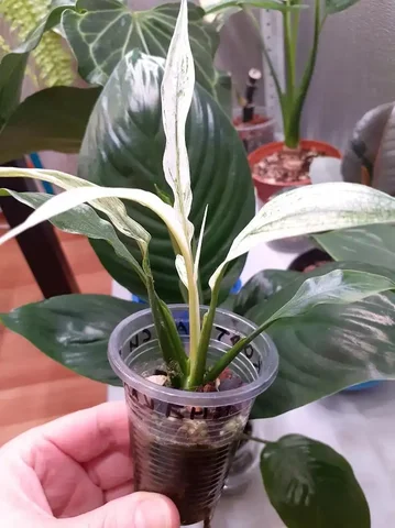 Спатифиллум Нью ван - Бытовая техника в Красноярск