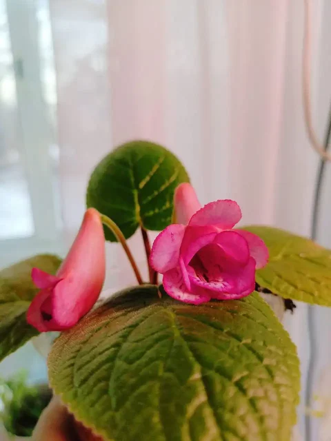 Мини синнингия махровая клубень - Велосипеды в Красноярск