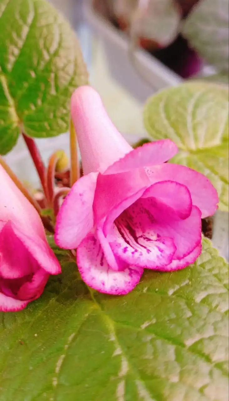 Мини синнингия махровая клубень - Комнатные растения (Хобби и отдых) в Красноярск