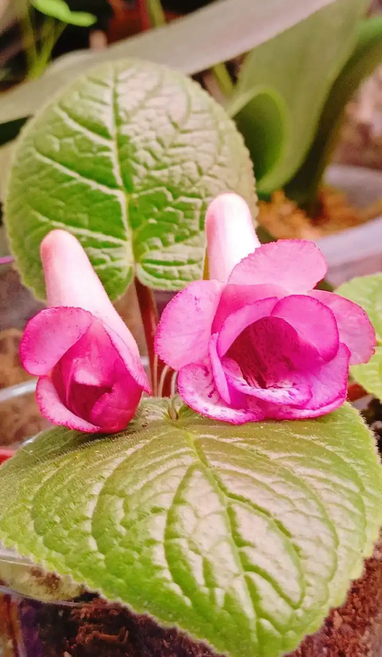 Мини синнингия махровая клубень - Комнатные растения (Хобби и отдых) в Красноярск